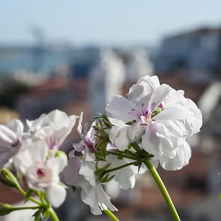 Alfama - St Estevao Viewpoint | Cheese & Wine * Lisboa